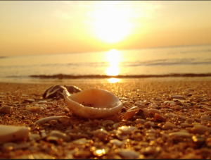 seashell and sun.png