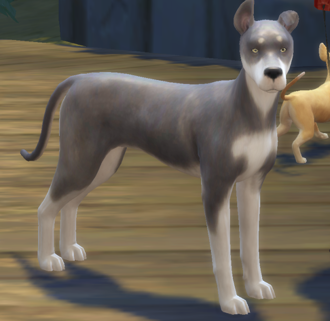 bernice wants to adopt this dog.png